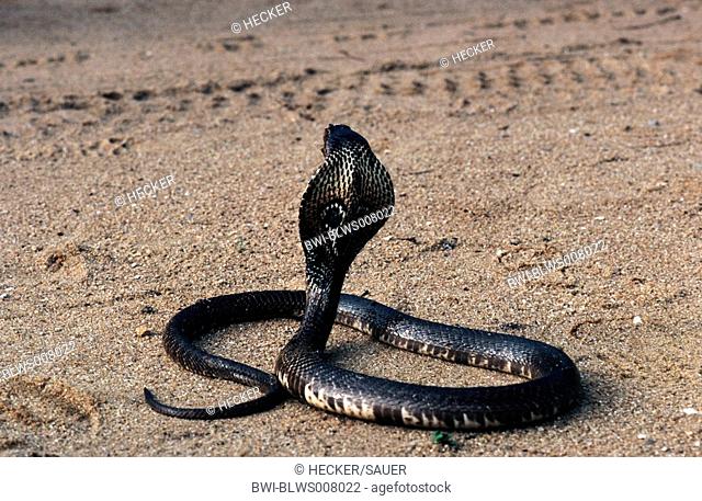 common cobra, Indian cobra Naja naja, threatening posture