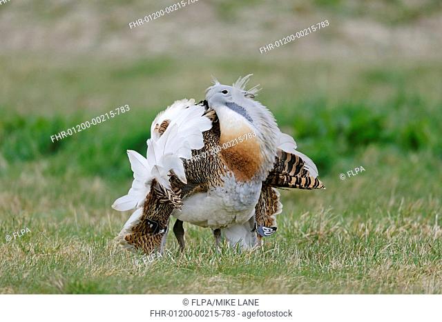 Great Bustard (Otis tarda) adult male, with wing tags, displaying on grass, released in reintroduction project, Wiltshire, England, March