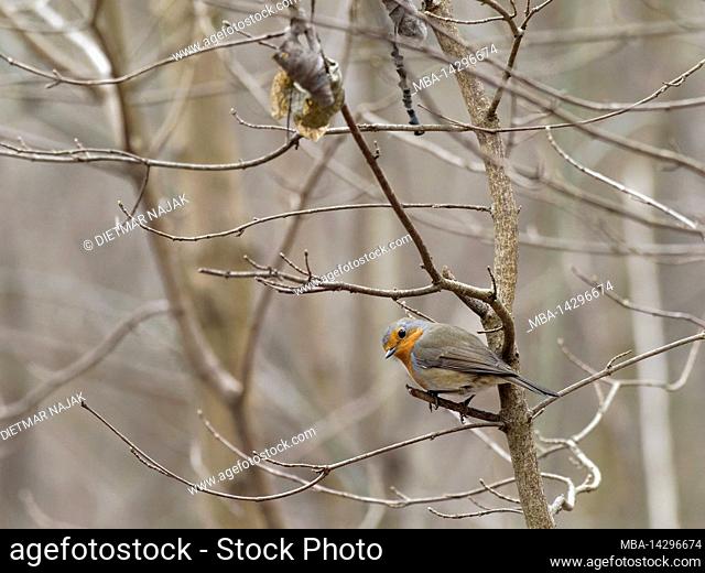 European Robin, Erithacus rubecula