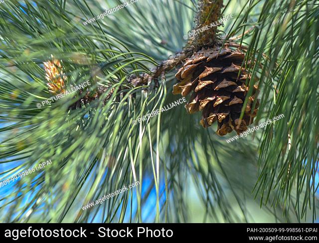 08 May 2020, Brandenburg, Friedrichsaue: A cone on a Weymouth pine (Pinus strobus), also called Weymouth pine or strobe. Photo: Patrick Pleul/dpa-Zentralbild/ZB