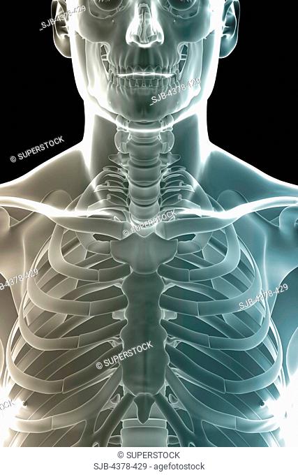 Close-up stylized view of the bones of the chest focusing on the sternum and sternoclavicular joint
