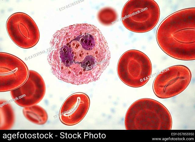 Neutrophil, a white blood cell, 3D illustration. The most abundant type of granulocytes, has phagocyting activity, takes part in inflammation