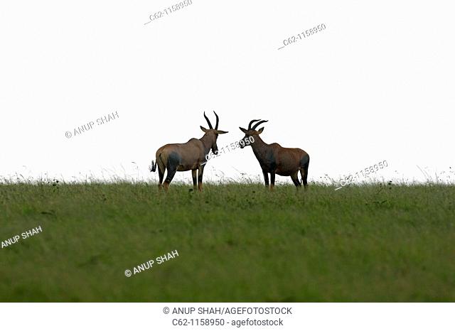 Topi males in confrontation (Damaliscus lunatus), Maasai Mara National Reserve, Kenya