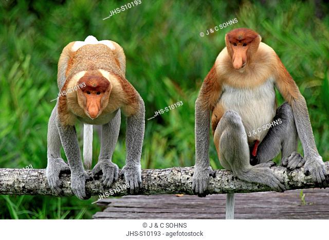 Proboscis Monkey, Nasalis larvatus, Labuk Bay, Sabah, Borneo, Malaysia, Asia, two males
