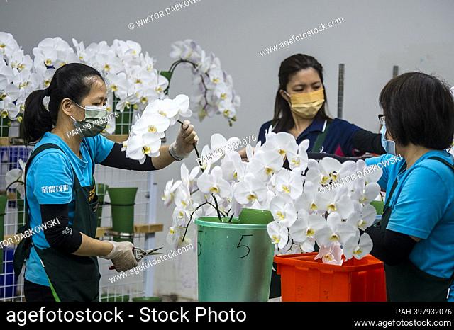Workers cut orchids at Symon Biotech company during Taiwan International Orchid Show in Tainan city, Taiwan on 03/03/2023 One in six orchid flowers sold...