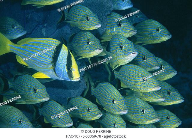 Bahama bluestripe grunts and porkfish school (Haemulon sciurus) & (Anisotremus viginicus)
