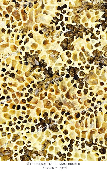 Natural wax honeycombs with honey bees (Apis mellifera)