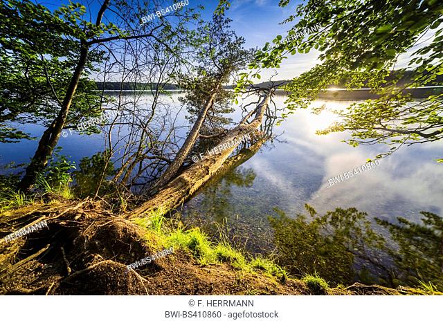 dead trunks in a lake , Germany, Brandenburg, Stechlin, Neuglobsow
