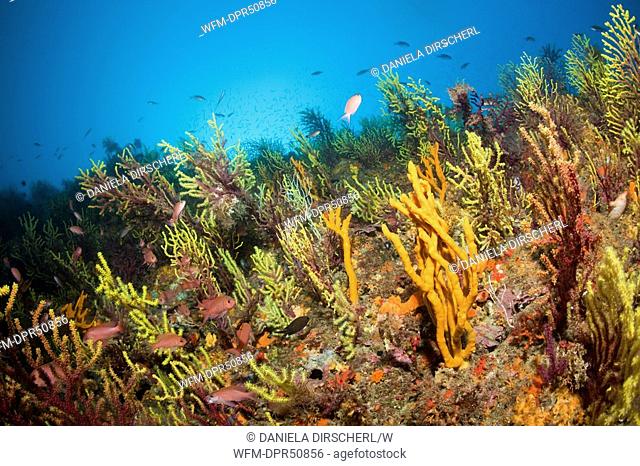 Gorgonian Sea Fan in Mediterranean Sea, Paramuricea clavata, Tamariu, Costa Brava, Mediterranean Sea, Spain
