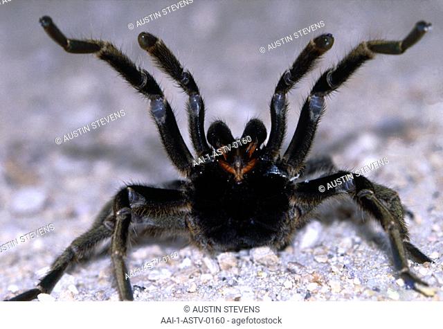 Baboon Spider, South Africa
