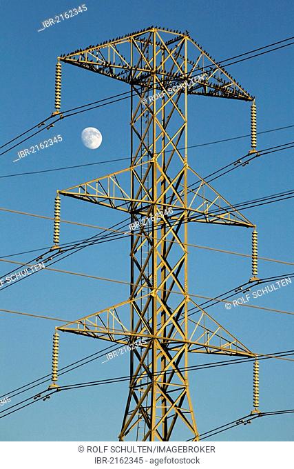 High voltage electricity pylon with birds and the moon, American Canyon, California, USA