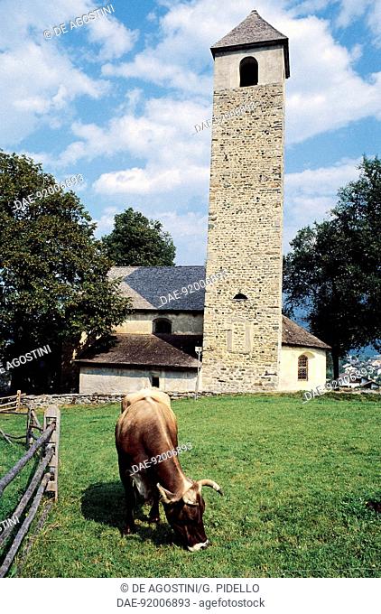 A cow grazing near St John's Church, Prad am Stilfser Joch (Prato allo Stelvio), Stelvio National Park, Trentino-Alto Adige, Italy