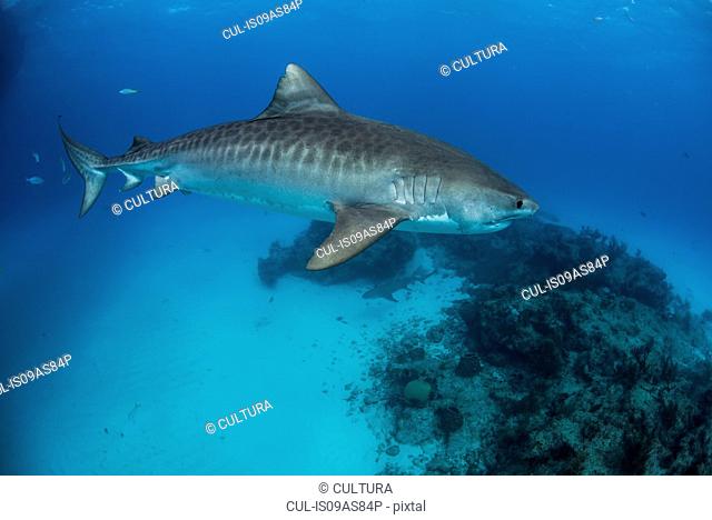 Tiger shark (galeocerdo cuvier) patroling reef in the north Bahamas, Caribbean