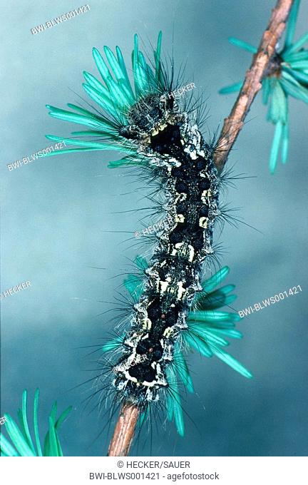 black arches Lymantria monacha, caterpillar