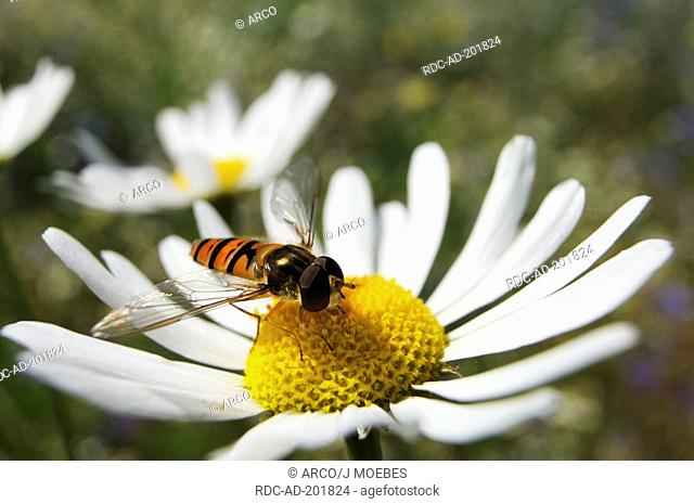 Marmalade Hover Fly on Ox-eye Daisy, North Rhine-Westphalia, Germany, Episyrphus balteatus, Chrysanthemum leucanthemum, Leucanthemum vulgare
