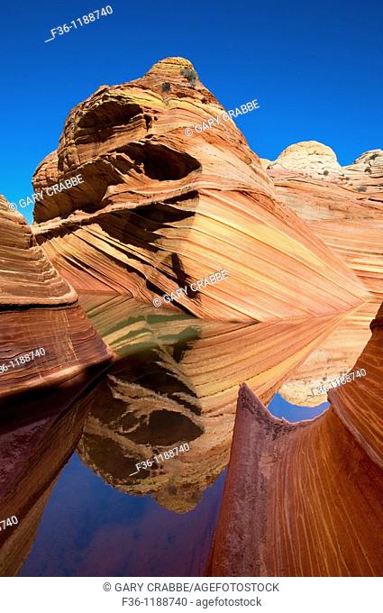 Striated sandstone reflected in seasonal pool of water at The Wave, Coyote Buttes, Paria Canyon Vermilion Cliffs Wilderness, Arizona