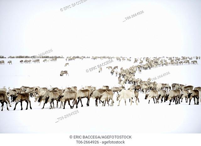 Reindeer (Rangifer tarandus) herd migrating in spring, Yar-Sale district, Yamal, Northwest Siberia, Russia