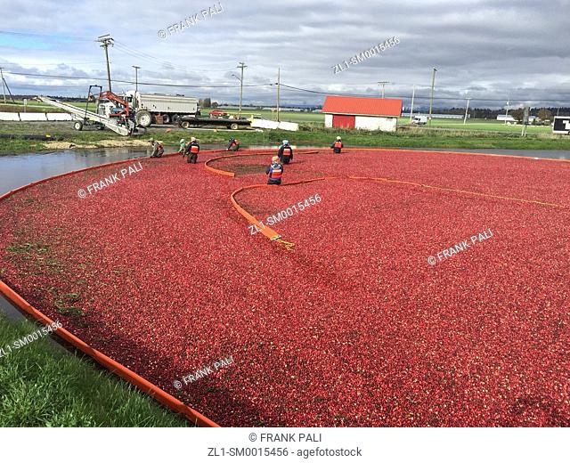 Cranberry Harvest Celebration in Delta BC. . These cranberries, are wet harvested with varied colors, are destined for processing into juice, flavoring
