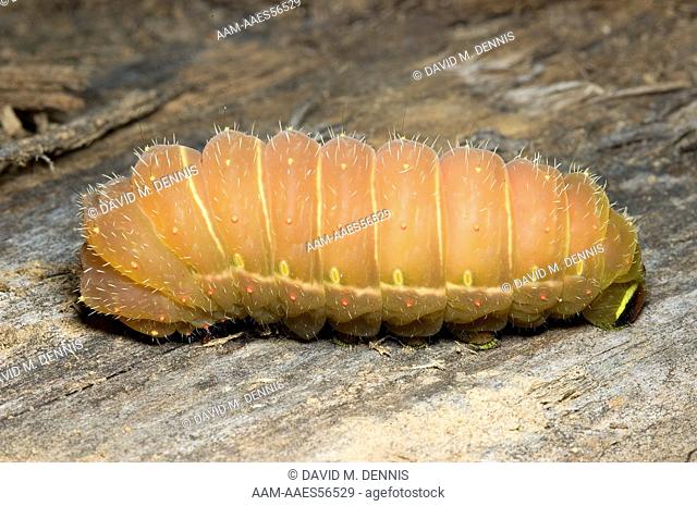 Luna Moth caterpillar (Actias luna) South Mountains State Park, NC
