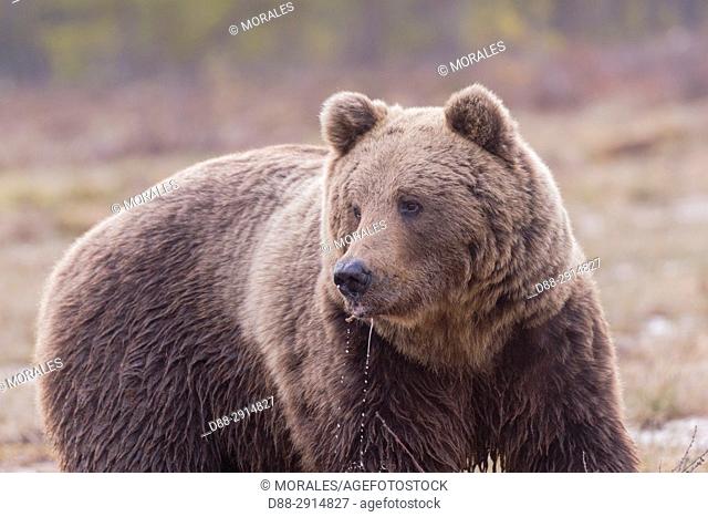 Europe, Finland, Kuhmo area, Kajaani, Brown bear (Ursus arctos horribilis)