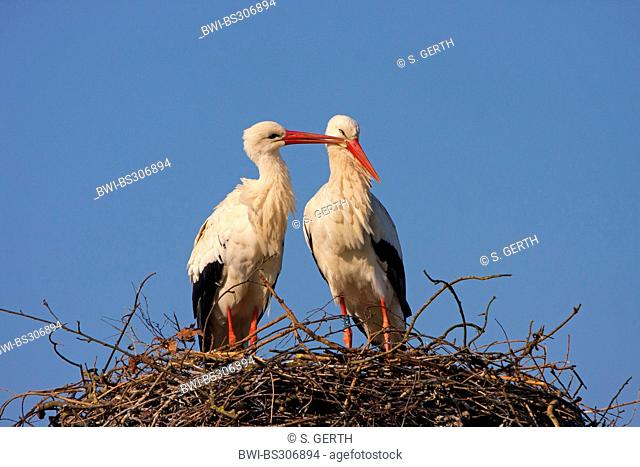 white stork (Ciconia ciconia), storks grooming, Switzerland, Sankt Gallen