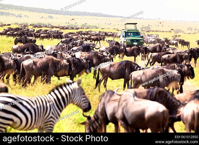 Big heards of wilderbeests and zebras in Serengeti national park, Tanzania. Green open roof 4x4 safari jeeps on african wildlife safari