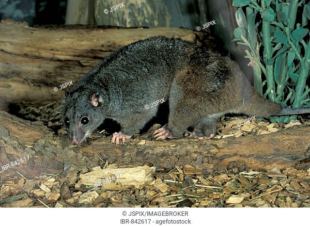 Scaly-tailed Possum (Wyulda squamicaudata), adult, native to Australia