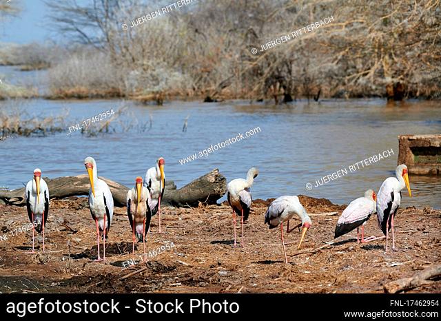 Group of Yellow-billed Stork (Mycteria ibis), Lake Manyara National Park, Mto wa Mbu, Tanzania, Africa |group of Yellow-billed Stork (Mycteria ibis)