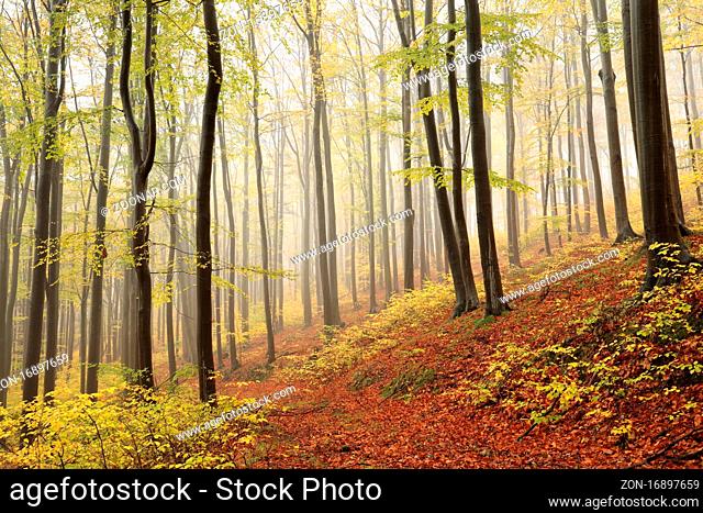 Beech trees in autumn forest on a foggy, rainy weather, Bischofskoppe Mountain, October, Poland