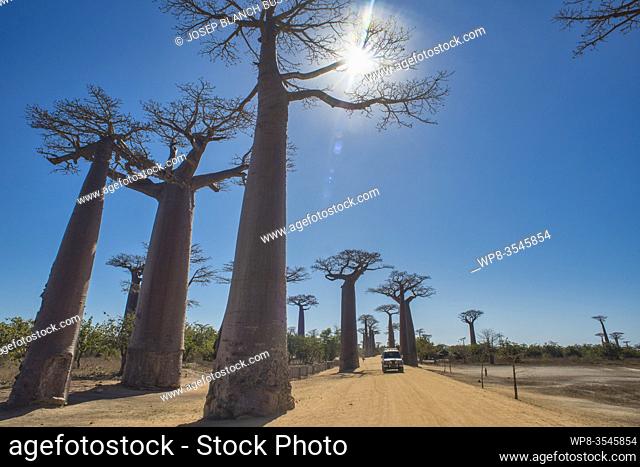 Africa, Madagascar, Morondava, Grandidier's Baobab (Adansonia grandidieri) Avenue. This tree is endemic to the island