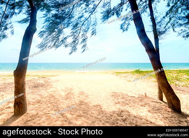 Way to the sand tropical beach between frame of two australian pine against bright sunlight