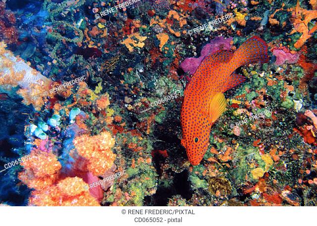 Coral Grouper (Cephalopholis miniata). Maldive Islands