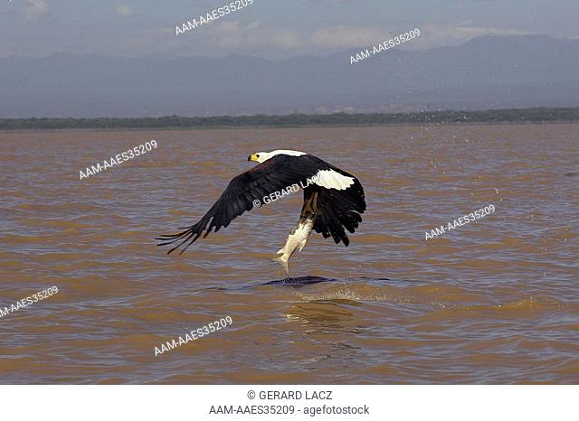 African Fish-Eagle (Haliaeetus Vocifer) Adult In Flight With Fish In Claws, Baringo Lake In Kenya
