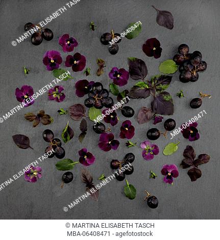 Violet blossoms, leaves and fruits