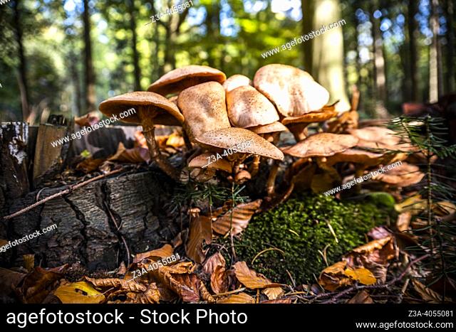 Closeup of mushrooms on a tree trunk
