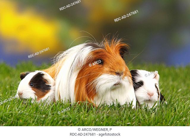 Coronet Guinea Pig tortoiseshell-and-white with youngs