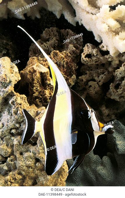 Zoology - Aquarium fishes - Perciformes - Moorish idol (Zanclus canescens or cornutus) swimming at coral