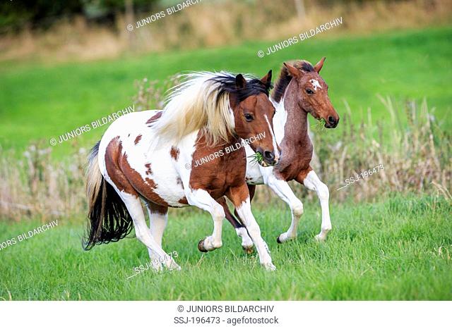 Lewitzer Pony. Skewbald mare and foal galloping on a pasture. Germany