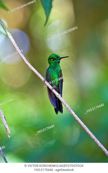 Green Violetear hummingbird in Monteverde Biological Reserve in Costa Rica
