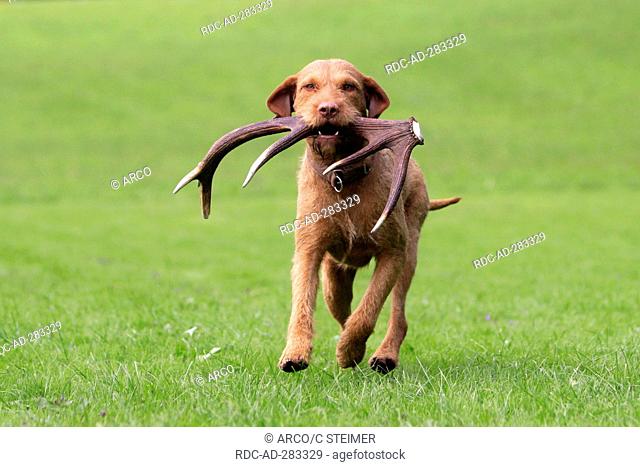 Hungarian Wire-haired Pointing Dog, retrieving shed antler / Magyar Vizsla