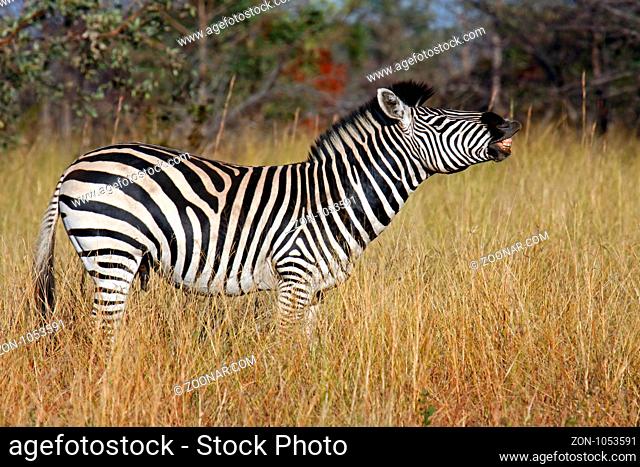 Männliches Zebras im Morgenlicht im Mahango Nationalpark, Namibia