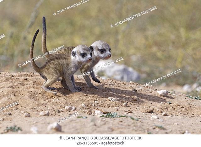 Meerkats (Suricata suricatta), two young males at burrow observing the surroundings, tails in the air, Kgalagadi Transfrontier Park, Northern Cape, South Africa
