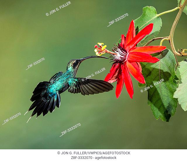 A Green Hermit Hummingbird - Phaethornis guy - feeding on the nector of a passion flower blossom in Costa Rica