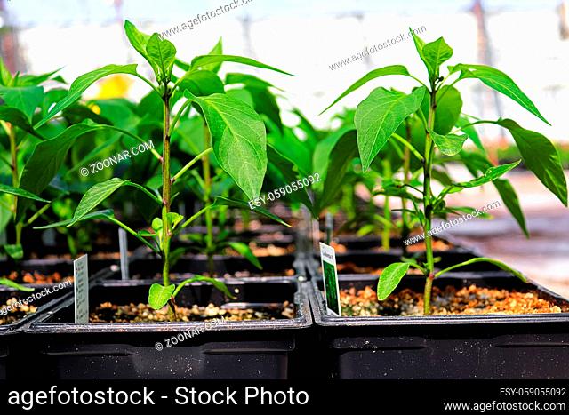 Side view of pepper plants growing in a nursery