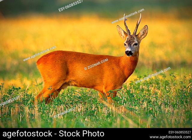 Strong old roe deer, capreolus capreolus, buck with long antlers standing on stubble field at sunset. Muscular adult mammal watching from side view in sunny...