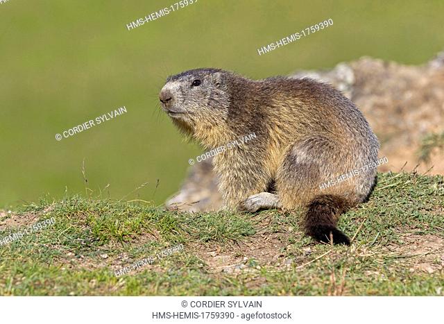 France, Alpes de Hautes Provence, Selonnet, Alpine Marmot (Marmota marmota)
