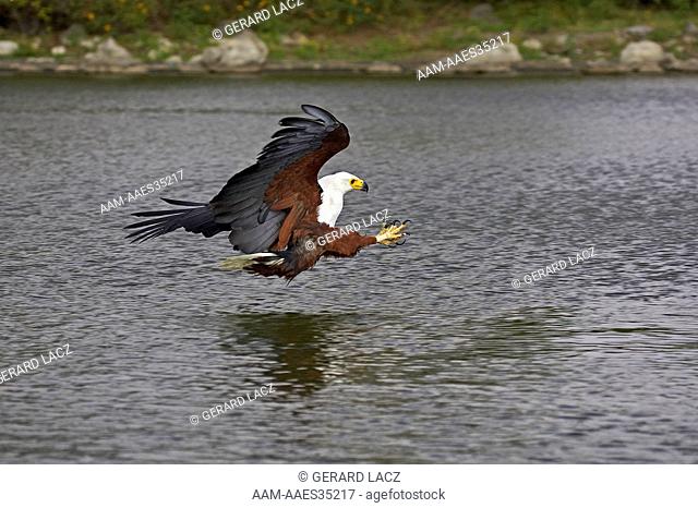 African Fish Eagle, haliaeetus vocifer, Adult in Flight, Fishing, Baringo Lake in Kenya