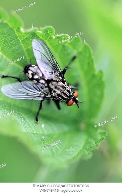 Red-eyed robber fly rests in stinging nettle. A red-eyed fly with black and white stripy back sits in the top of  stinging nettle after a heavy overnight May...
