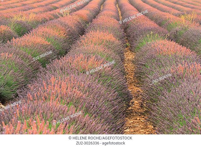 Close-up of lavender fields in Valensole, Provence, France