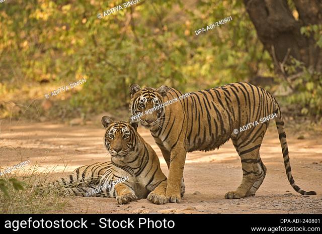 Two Wild Bengal or Indian tigers, mother and sub adult cub, on a jungle track, in the dry forests of the Ranthambhore national park in India